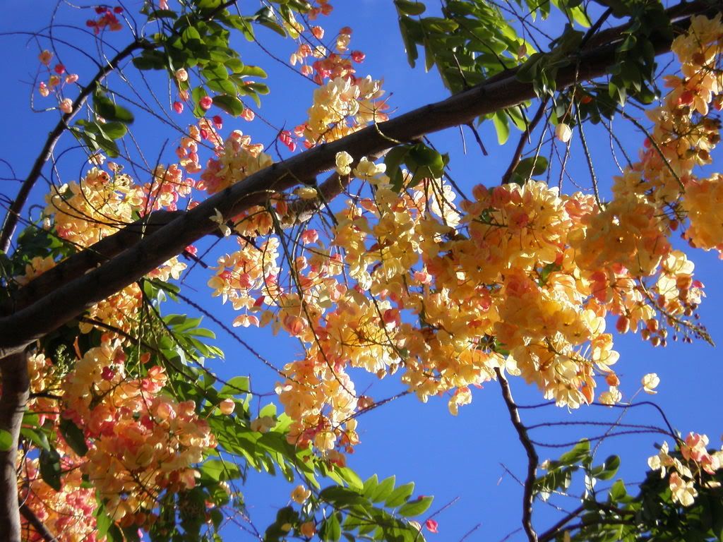 Beautiful Rainbow Shower Tree Photo by coconutqueen_hawaii | Photobucket
